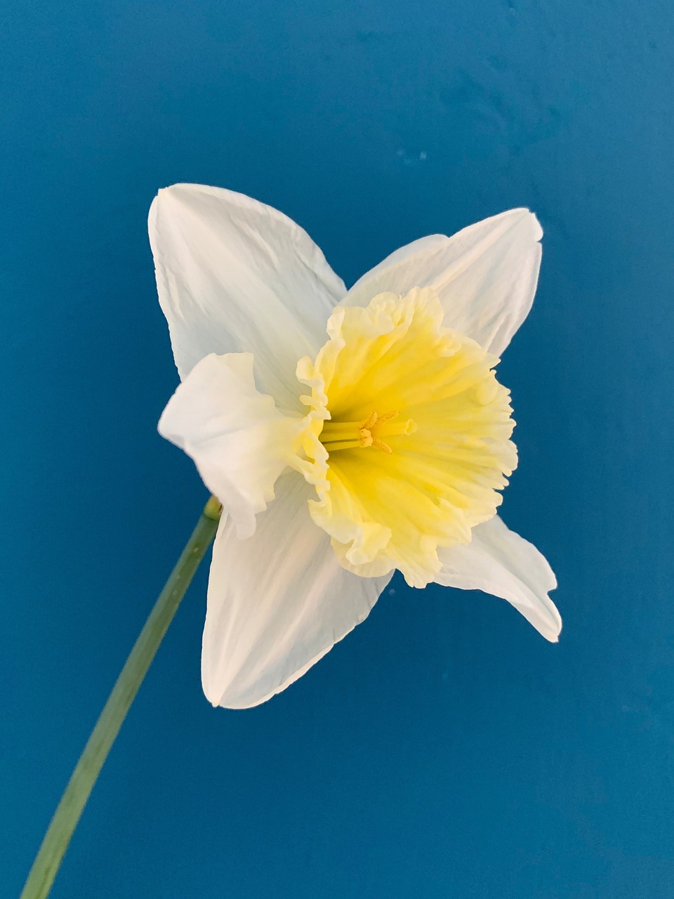 daffodil, flower, beautiful flowers, spring, yellow, flower wallpaper, white, spring flowers, nature, spring flower, flower background, flora