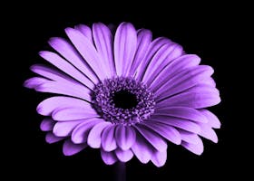Close-up of a vibrant purple gerbera daisy against a black background, showcasing intricate petals.